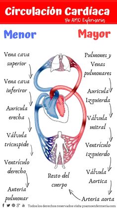 an image of the circulator cardicaca major organs and their corresponding names