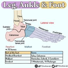 the leg, ankle and foot diagram with labels for different types of bones on it