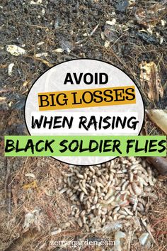 a pile of dirt with the words avoid big losses when raising black soldier flies