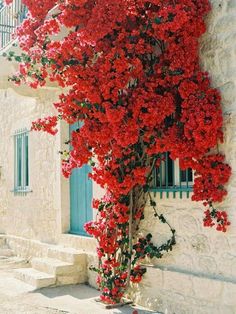 red flowers growing on the side of a building