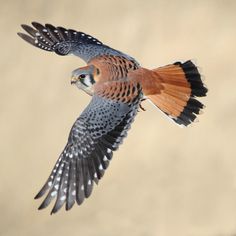 a brown and black bird flying in the sky