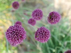 some purple flowers are growing in the grass