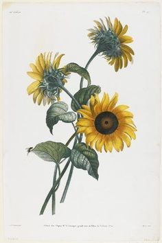 two sunflowers with green leaves and brown centers are shown in this drawing,