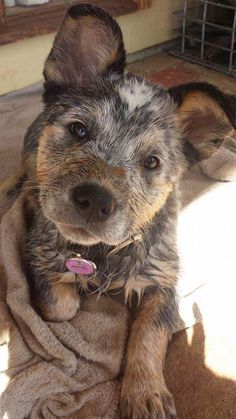 a dog laying on top of a towel covered in dirt next to a door way