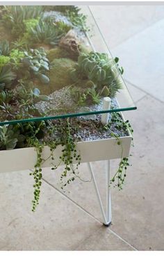 a glass table with plants growing on it