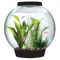 an aquarium filled with plants and water