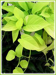 a green plant with lots of leaves on it