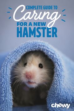 the complete guide to caring for a new hamster