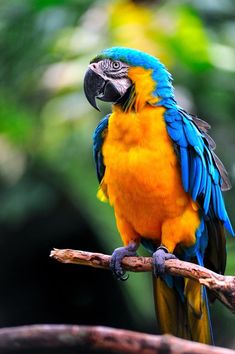 a blue and yellow parrot sitting on top of a tree branch