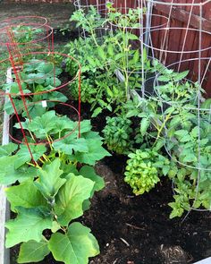 the garden is full of green plants and some red wire fencing around it's edges