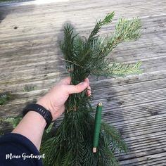 a person holding a pen in their hand near a small pine tree on a wooden deck