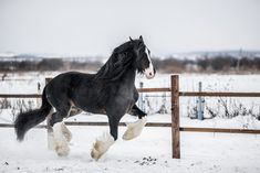 a black horse galloping in the snow by a fence with its front legs up