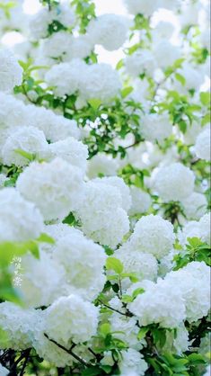 white flowers are blooming on the tree