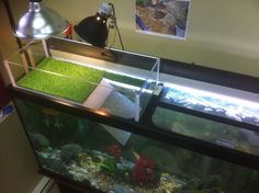 a fish tank with grass in it next to a lamp