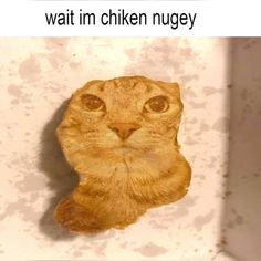 an orange cat is looking up at the camera with caption that reads, wait im chicken nugey