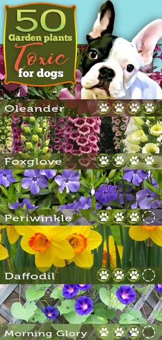 an image of flowers and plants with the words 50 garden plants for dogs on them