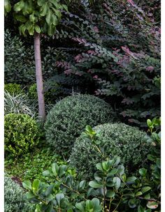 some bushes and trees in a garden