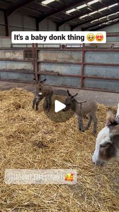 Donkey family on Instagram: "It's a baby donk thing 🥹🥰😍🐴🫏

Source: @the.funkyfarm

@donkey_familyy 

Get your merch now and enjoy 20% off, 

🛒 This offer is valid for a limited time only! 

📦Link in Bio ↗️↗️"