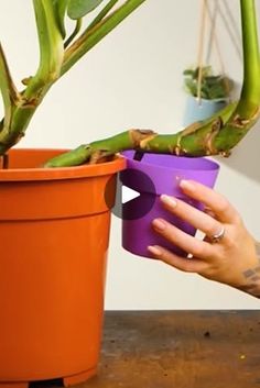 a person holding a potted plant in front of a purple cup on a table