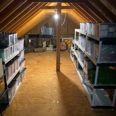 an attic with several shelves filled with plants