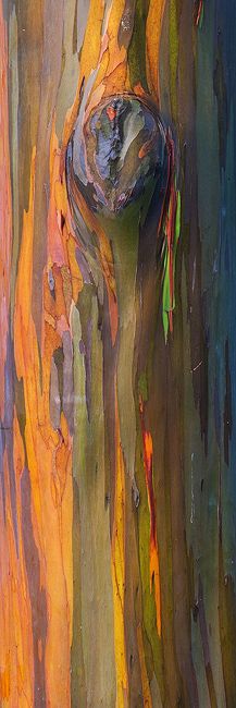 an abstract painting of a tree trunk