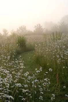 a foggy field with white flowers in the foreground