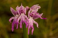 a close up of a purple flower with blurry background