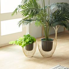 two potted plants sitting next to each other on top of a hard wood floor