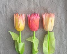 three pink and yellow tulips with green leaves on a gray blanketed surface