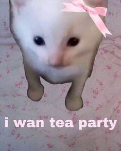 a white cat with a pink bow on it's head and the caption i want tea party