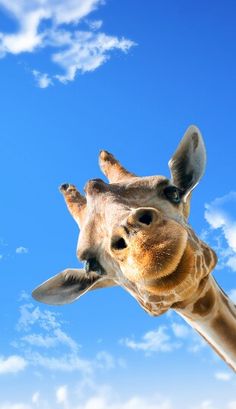 a giraffe looking up at the sky with clouds in the background