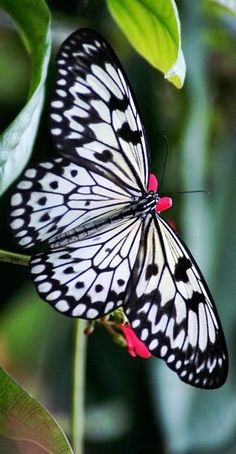 a white and black butterfly sitting on top of a green leaf