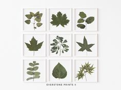 nine different types of leaves arranged in squares on a white background with the words evertone prints