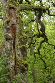 an old tree with moss growing on it's trunk in the middle of a forest