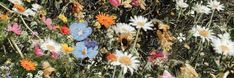 a field full of wildflowers and other flowers