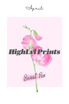 a pink flower with the words high end prints sweet pea on it