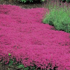 pink flowers are growing in the ground next to some green plants and bushes with purple leaves