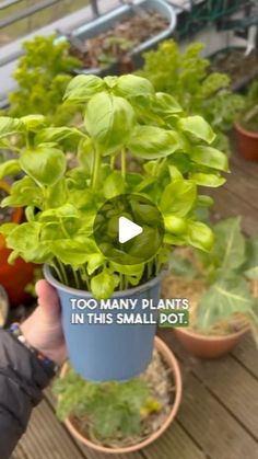 a person holding up a potted plant with lettuce in it and the words too many plants in this small pot