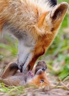 a baby fox playing with it's mother in the grass