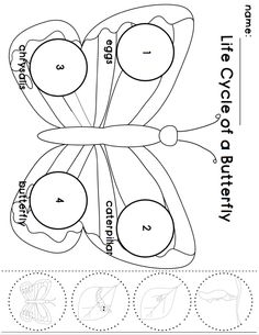 the diagram shows how to make an animal's body and its structure in order to learn