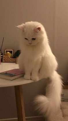 a white cat sitting on top of a table