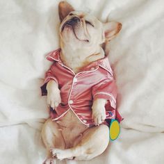 a small dog laying on top of a bed wearing a red shirt and pink pants