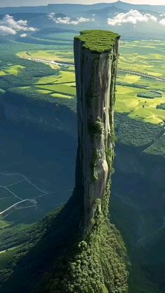 a tall tree stump with grass growing on it