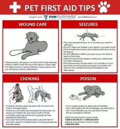 a poster with instructions on how to use dogs