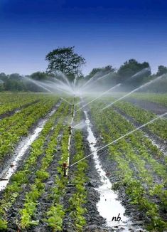 sprinkles are spraying water on the crops in an open field royalty images