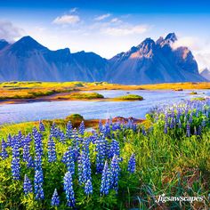 wildflowers in the foreground with a lake and mountains in the background at sunset