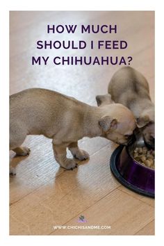 two puppies eating food out of a bowl on the floor with text overlay saying how much should i feed my chihuahua?