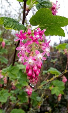 some pink flowers and green leaves on a branch in the rain, with water droplets hanging from them