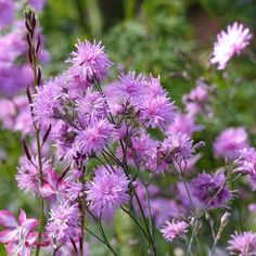 purple flowers are blooming in the garden