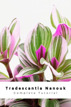 pink and green plants with the words tradescantia nanouk